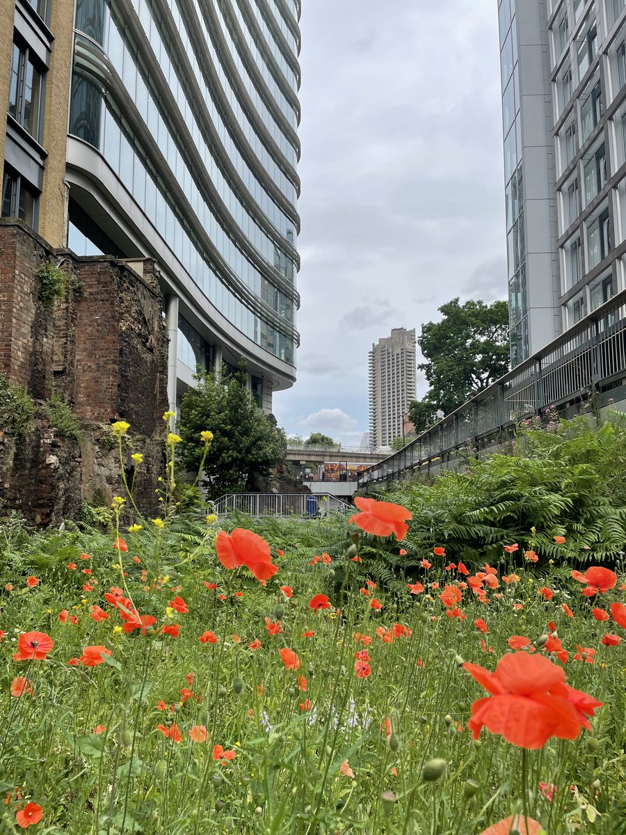 cityoflondon's tweet image. Improving the Square Mile’s #ClimateResilience is key pillar of our #ClimateAction Strategy.

Noble Street is a Site of Importance for Nature Conservation, where we are working with volunteers to restore habitats and improve biodiversity.

#LCAW2023 @FCityGardens @greensqmile