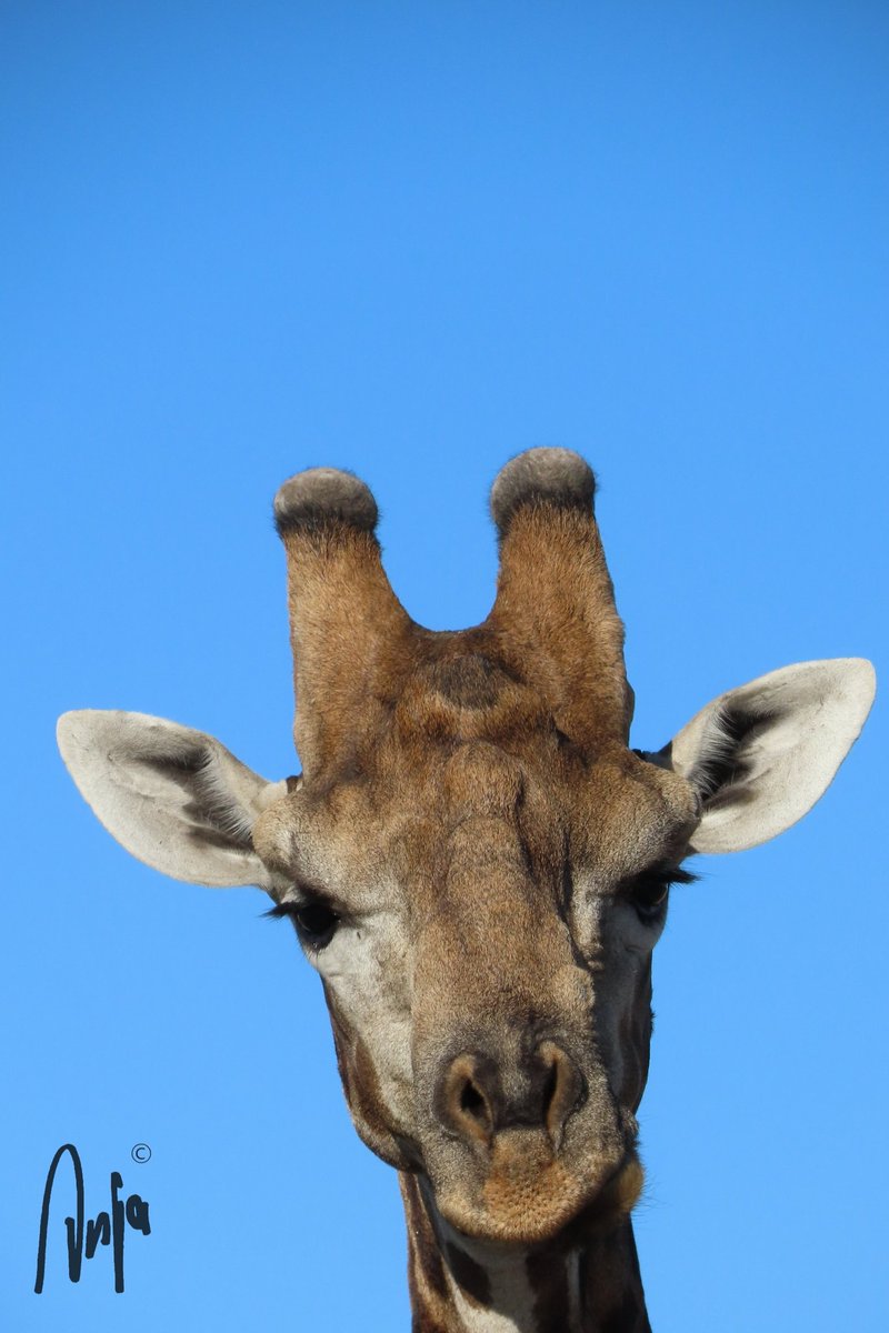 Goodmorning!
#Giraffe #nature #wildlife #outdoors #goedemorgen #travel #safari #portrait #photography 
#Chobe #Botswana #Africa #MagicalBotswana