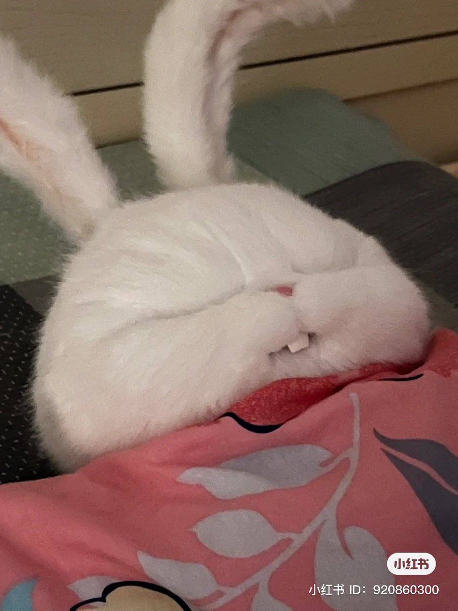 กี๊ดดดดด ยัยสโนว์บอลมาหาแม่แน้ว! น้องเหมือนจริงมาก แต่ราคาไม่อ่อนโยนเลย🤣