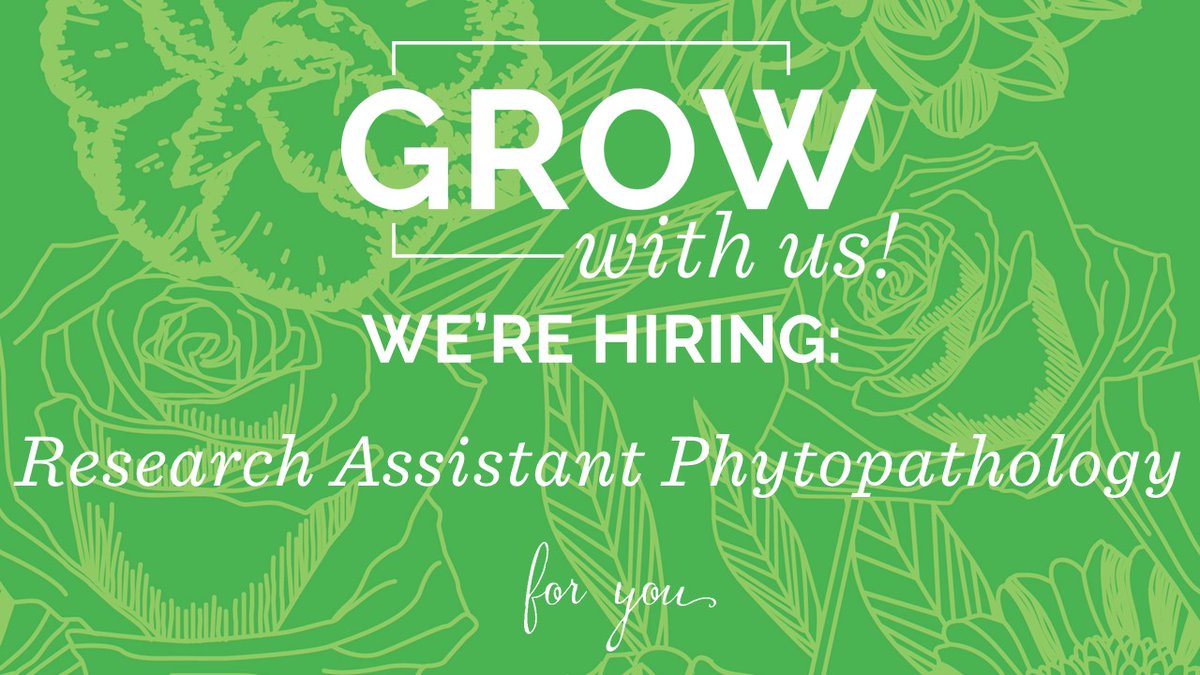 DummenOrangeEU's tweet photo. Research Assistant Phytopathology @ De Lier (the Netherlands)! Click here for more information: https://t.co/TL3gnkfGtP #vacancy #research #phytopathology https://t.co/z5RVajHaCZ