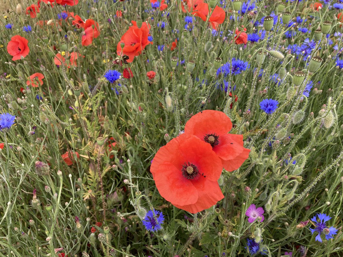Helen Mathieu (@helenmathieu) on Twitter photo Busy morning getting started now at <a href="/Groundswellaguk/">Groundswell</a> lots to see and listen to. Busy morning getting started now at <a href="/Groundswellaguk/">Groundswell</a> lots to see and listen to.