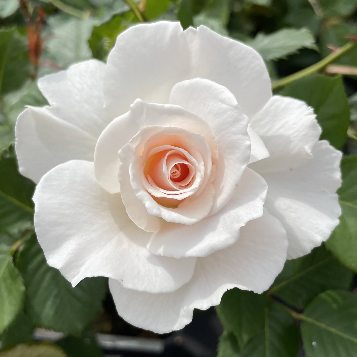 The ‘Dame Deborah James Rose’. 
We were privileged last year to have played a tiny part in making the introductions for the naming of this rose.
An exquisitely pretty floribunda rose, named for a remarkable and brave woman. Her legacy lives on. #RoseWednesday #bowelbabe