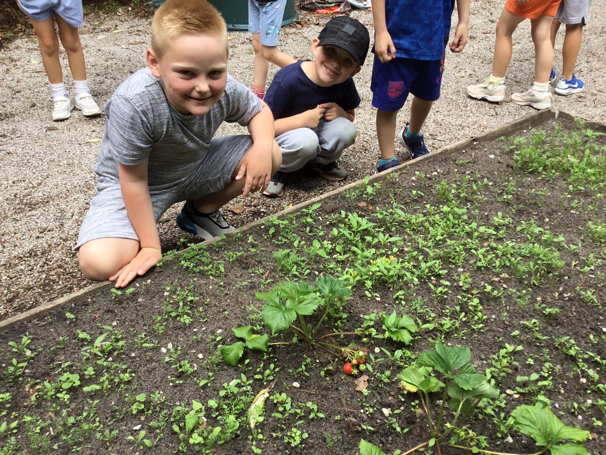 Y2_BBSM's tweet photo. Last week we checked on our plants and vegetables. The strawberries have started to grow. #smbbscience #smbboutdoorlearning https://t.co/QDVfOF5j03