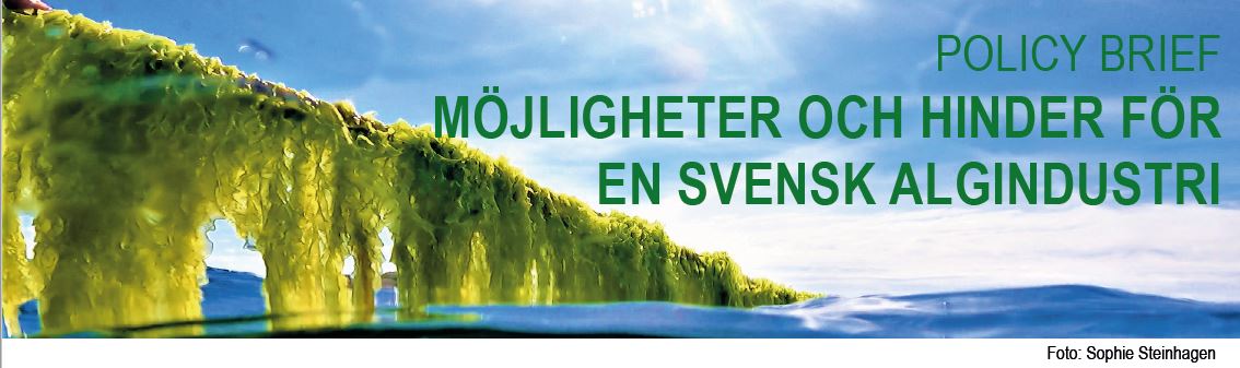 SWEMARC (@swemarc_ugot) on Twitter photo Nytt policydokument ute nu! Spännande läsning om möjligheter och hinder för svensk algindustri.
Policydokumentet togs fram inom <a href="/SWEMARC_UGOT/">SWEMARC</a> och finansierades av <a href="/FormasForsk/">Formas, ett forskningsråd för hållbar utveckling.</a>.
Hämta dokumentet:
shorturl.at/jkpvP
<a href="/Sea_and_Society/">Sea and Society</a>
<a href="/Naturvetenskap/">Naturvetenskap/GU</a> Nytt policydokument ute nu! Spännande läsning om möjligheter och hinder för svensk algindustri.
Policydokumentet togs fram inom <a href="/SWEMARC_UGOT/">SWEMARC</a> och finansierades av <a href="/FormasForsk/">Formas, ett forskningsråd för hållbar utveckling.</a>.
Hämta dokumentet:
shorturl.at/jkpvP
<a href="/Sea_and_Society/">Sea and Society</a>
<a href="/Naturvetenskap/">Naturvetenskap/GU</a>