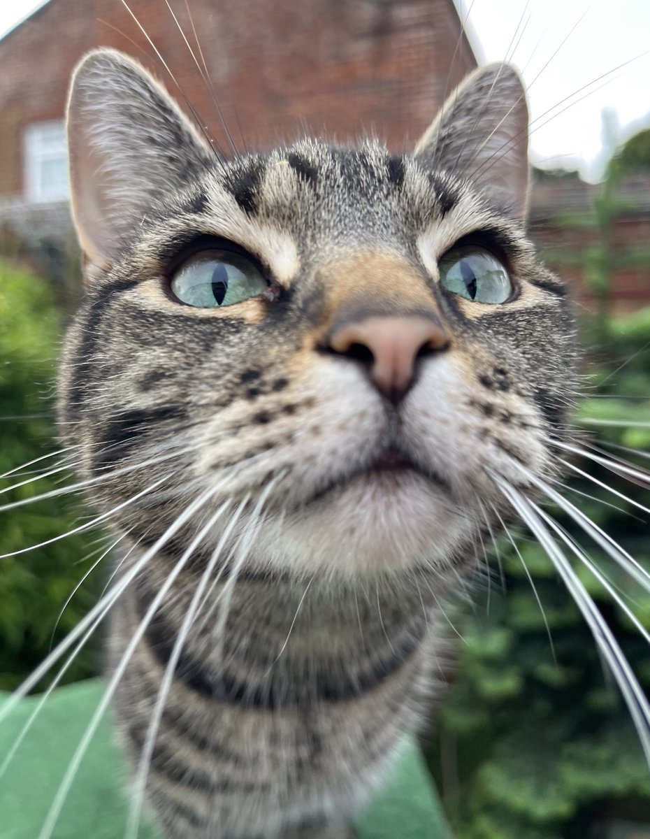 I am going for  a world record of boops today pals so spread the love please 😹🧡🧡Boop 🧡
#cats
#dogs 
#worldrecord