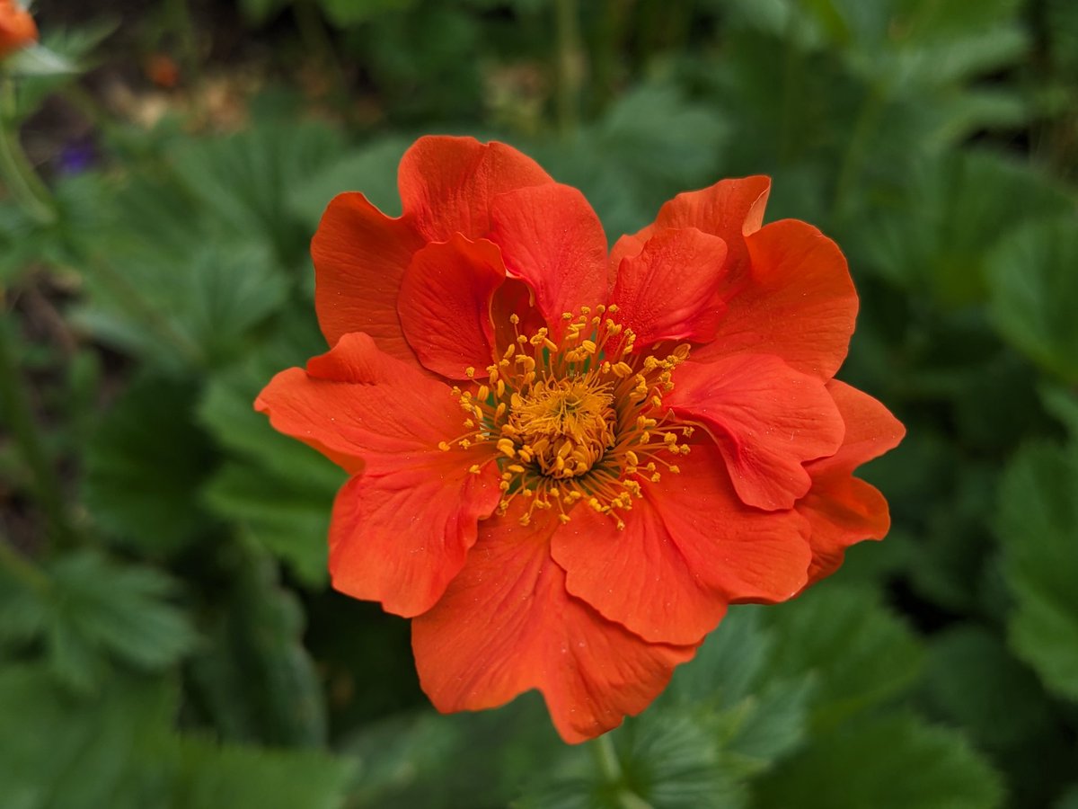 Orange perennials are not that common. A good reliable one is Geum x bourisii.