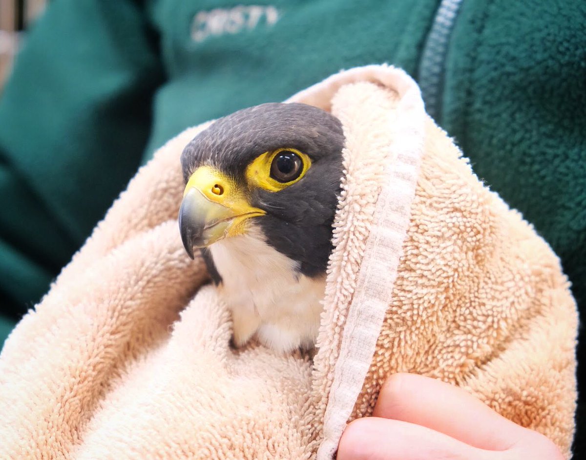 Say G’day to Turbo, a stunning peregrine falcon receiving lifesaving treatment at the Wildlife Hospital. The team suspect that Turbo was hit by a car, as he was found on the side of the road with a fractured left wing. Thankfully, the fracture is healing well and with specialised…