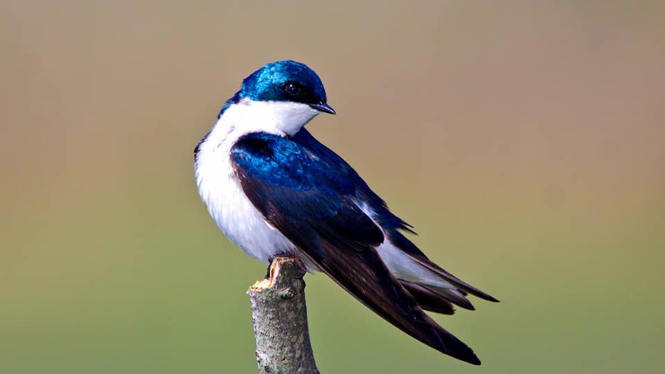 Did you know that Ruma National Park is the only protected area in Kenya where the globally threatened blue swallow, a scarce intra-African migrant, is regularly recorded?
#ZuruKenyaParks