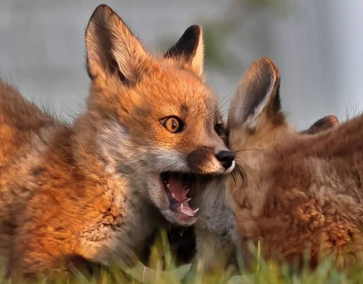 #Foxes #FoxLovers 🦊❤️