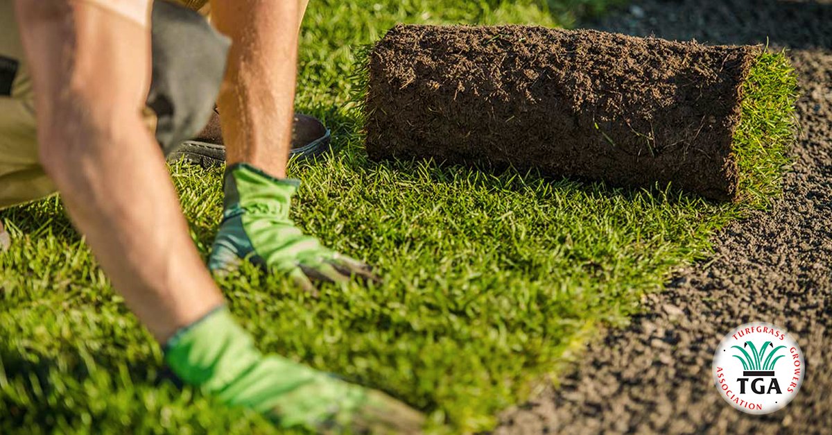 Laying purpose-grown cultivated turf can instantly give you a beautiful lawn. We recommend you follow these guidelines to ensure the best results 👇 turfgrass.co.uk/2022/07/08/ste…