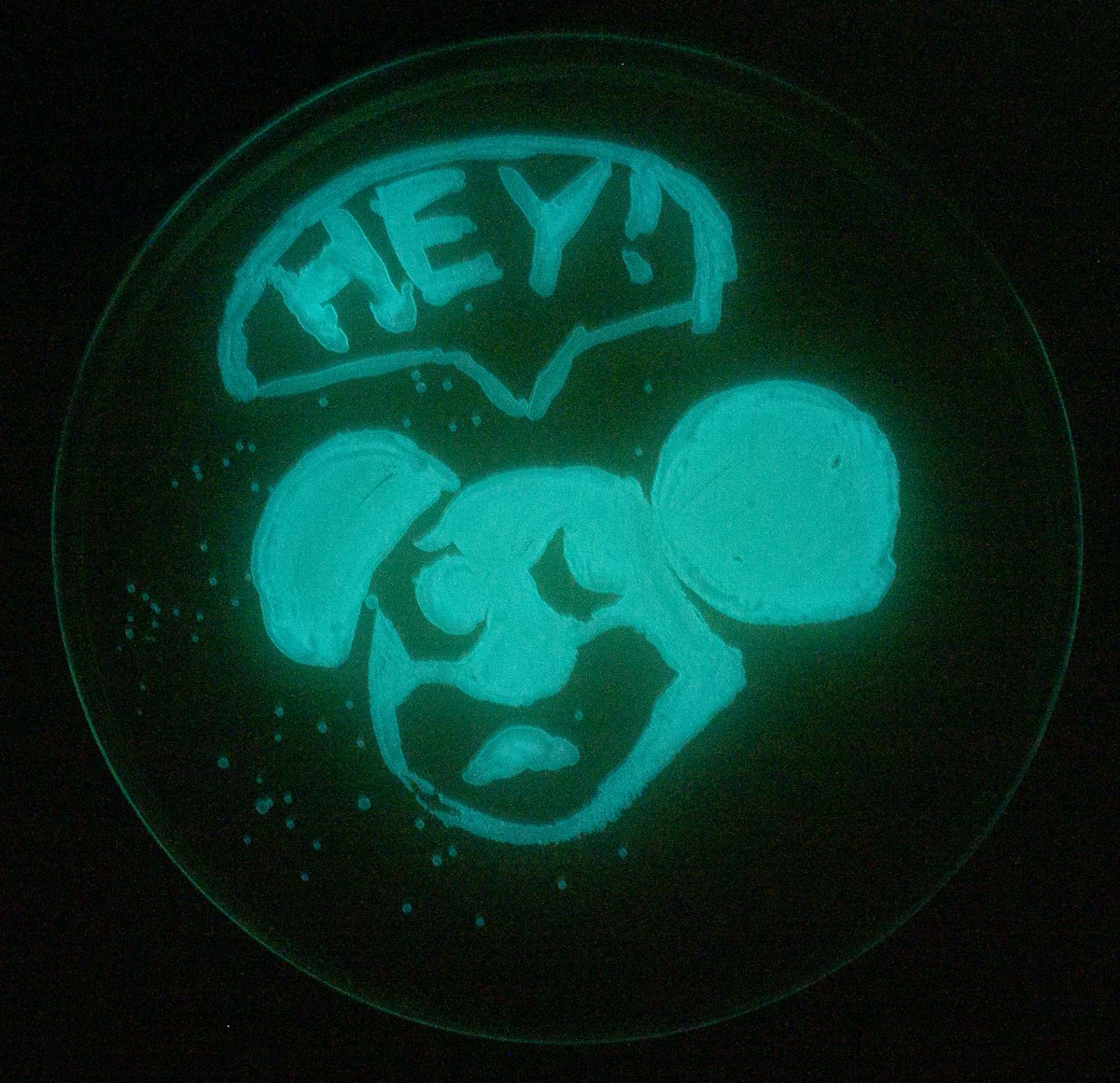 The #Bioluminescent #AgarArt that our #ArtOfScience campers made yesterday turned out great! Here are a few examples. @sandtcase @MissouriSandT