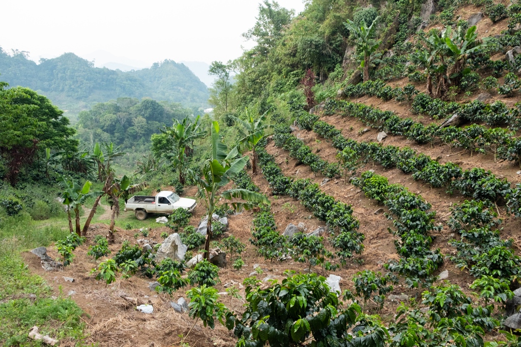 The Sagastume family farm and mill, located in Santa Barbara, Honduras.

We're excited to have coffees from both Heyvis and Yeltsin Sagastume afloat now to Sydney, and Yeltsin's Parainema Honey in-store at Schwarze-Hamburg! Click the link to learn more.
bit.ly/3tXofTi