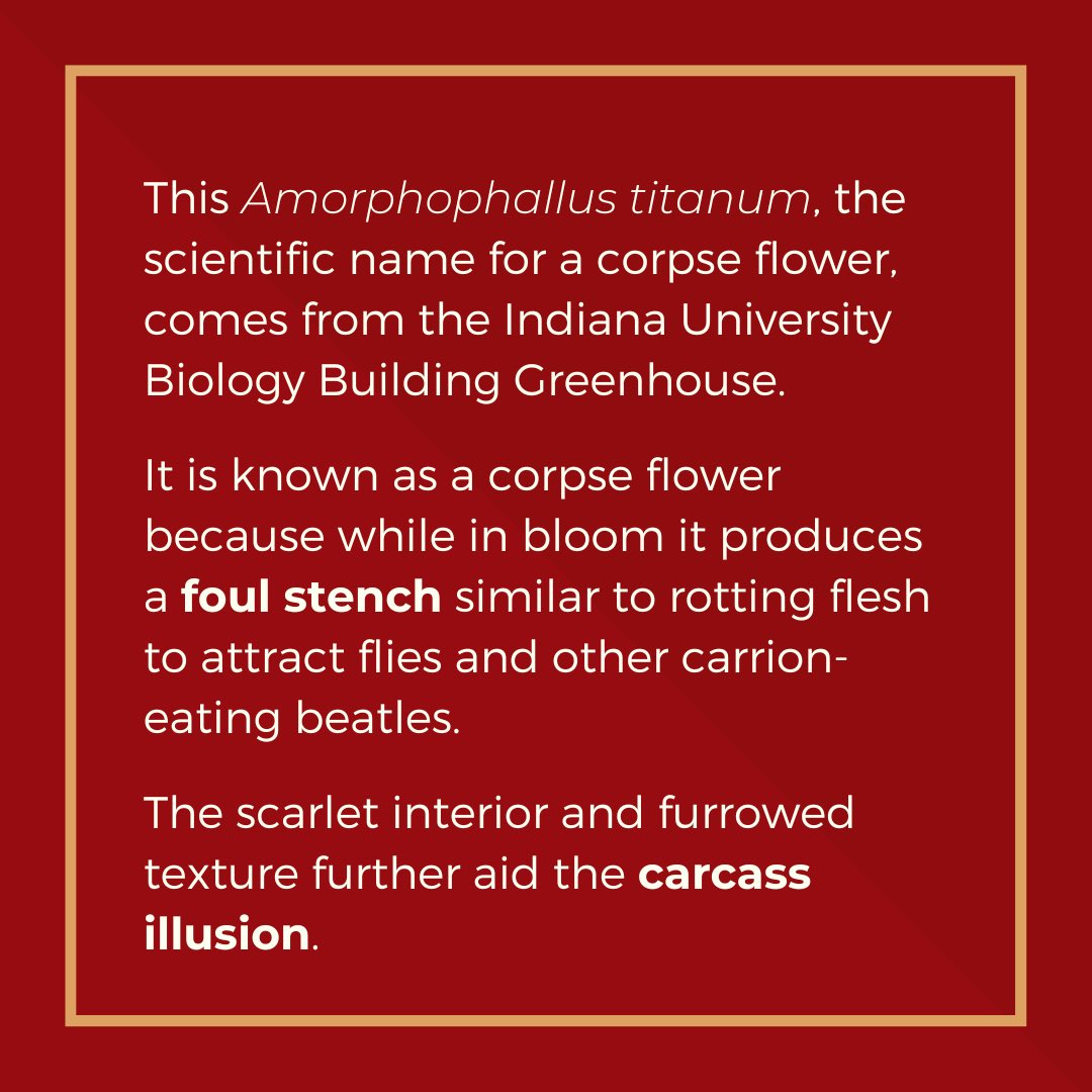 IUCollects's tweet photo. Object of the month 🎉 Wally is in bloom - we repeat - Wally is IN BLOOM! This corpse flower only blooms about once every 3 years. Visit the Indiana University Biology Building Greenhouse today to see it before it wilts, which will be very soon! https://t.co/4cPs6Qi0lI