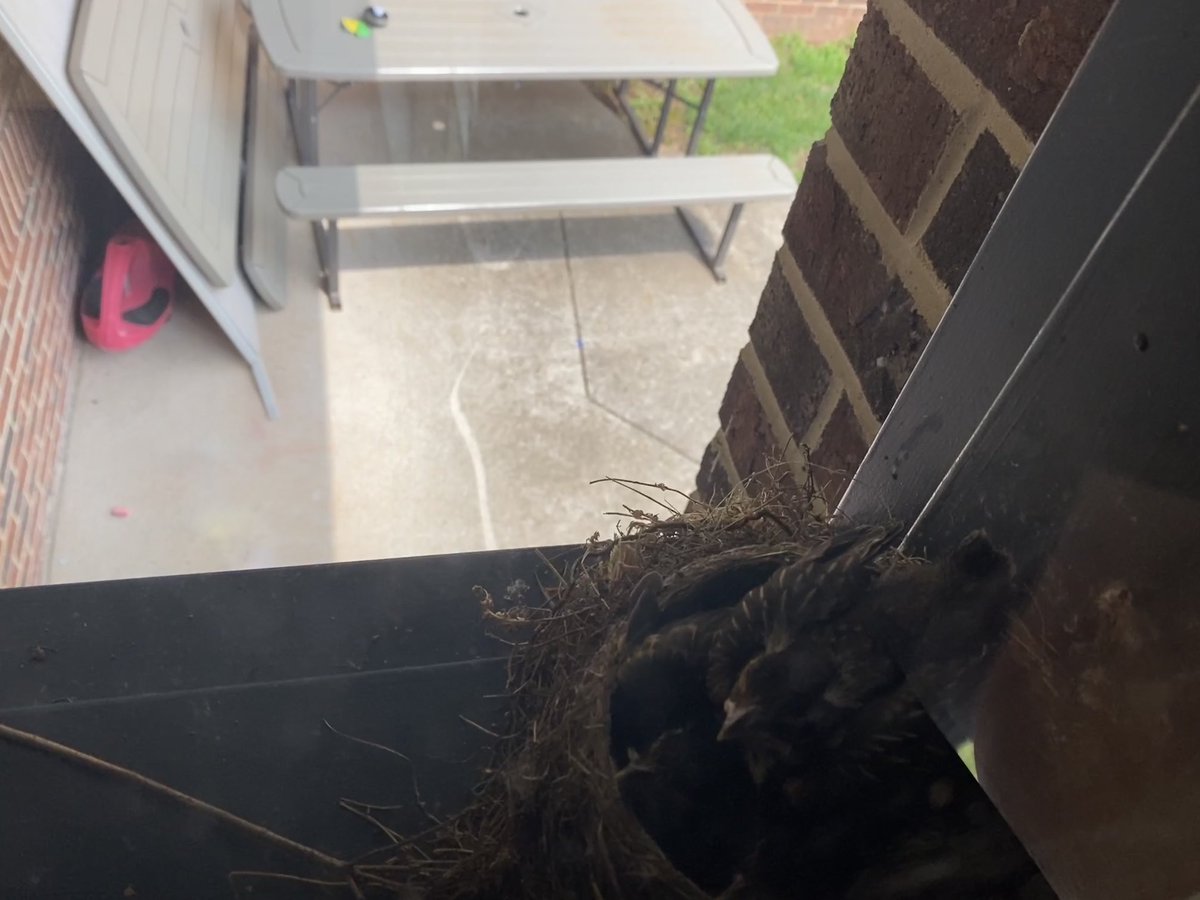 IngmanJonDES's tweet photo. Gracieโs babies are packed right in their nest today. Only days from leaving the nest. โฆ@LowesIslandElemโฉ #spottedatLOW https://t.co/P0yUYNovb0