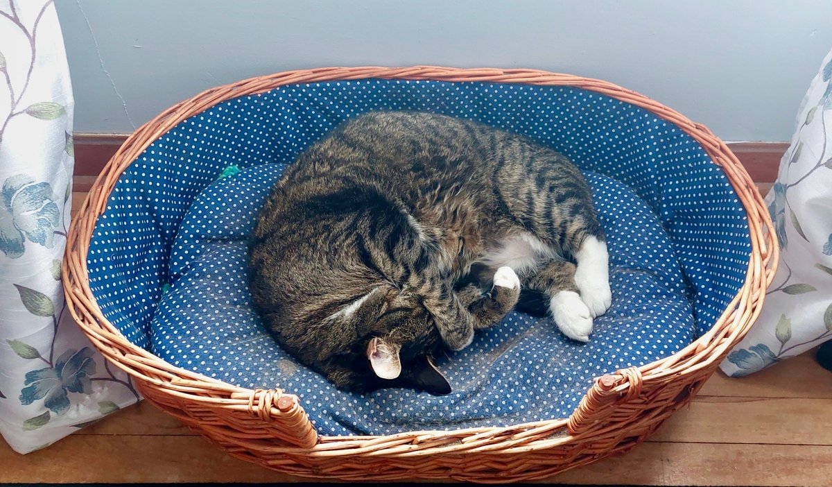 What is your cat telling you about the weather? Find out what Grandma Says: cindyday.ca #weatherlore #Folklore #CatsOfTwitter