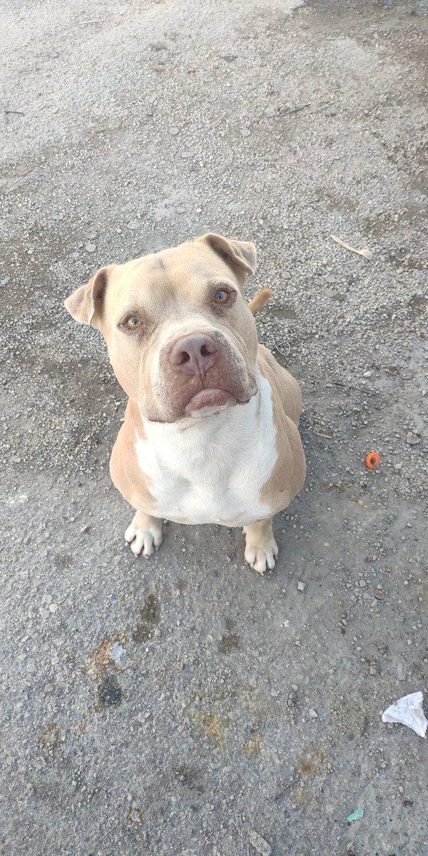 deep_645's tweet photo. The most handsome dog in the Barrios #gabacho https://t.co/u1tN4m0fEs