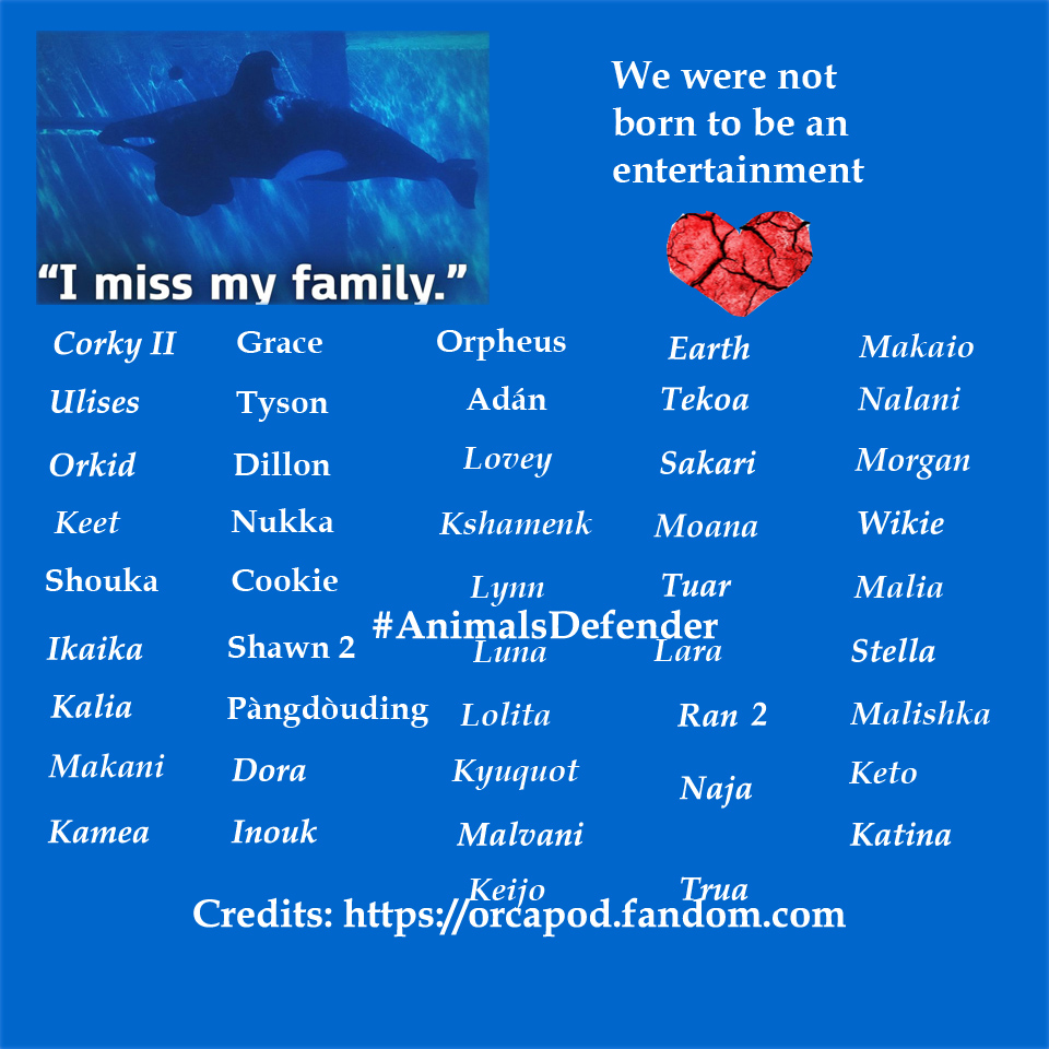 CagesFree's tweet photo. It's not about one particular orca It is about all these #Orcas suffering in a bathtub. Swimming under a very heat sun
Please, give them a #seapen
A gratitude for all the years they have given you
🐋🌊🫧 https://t.co/W2eF1qOZX9