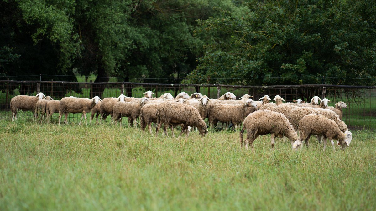 #Contarelepecore è davvero un'attività #rilassante? 🐏Lo abbiamo fatto per voi e non ci siamo addormentati, ma abbiamo scoperto degli animali gentili ed estremamente eleganti.
Guarda il video:
youtube.com/watch?v=ULOsgq…