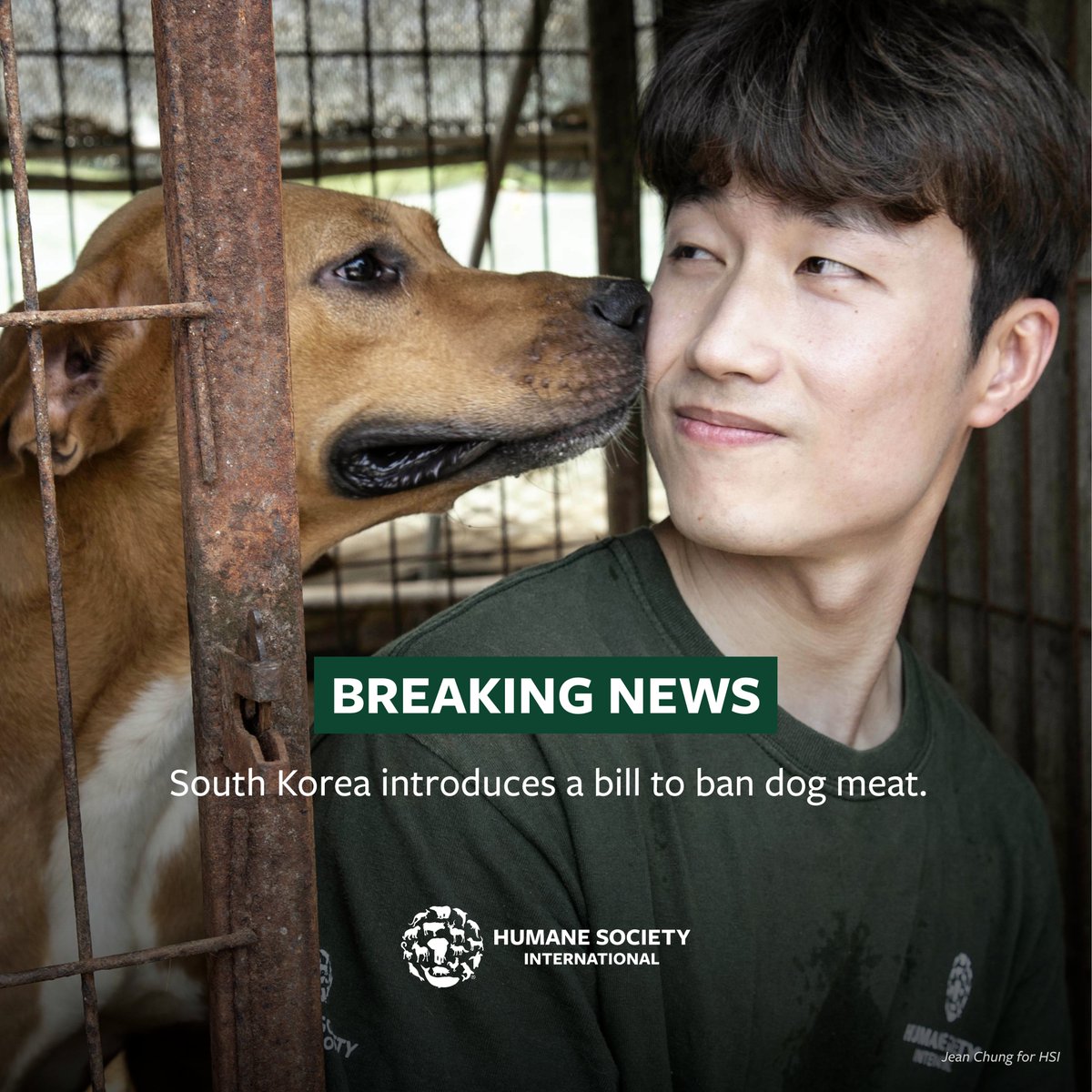 ❗️JUST IN❗️ : A bill has been introduced in South Korea that would END the cruel dog meat industry by banning the breeding and slaughter of dogs for consumption! HSI/Korea has worked with lawmakers behind the scenes to get to this moment – a critical step in our work to save