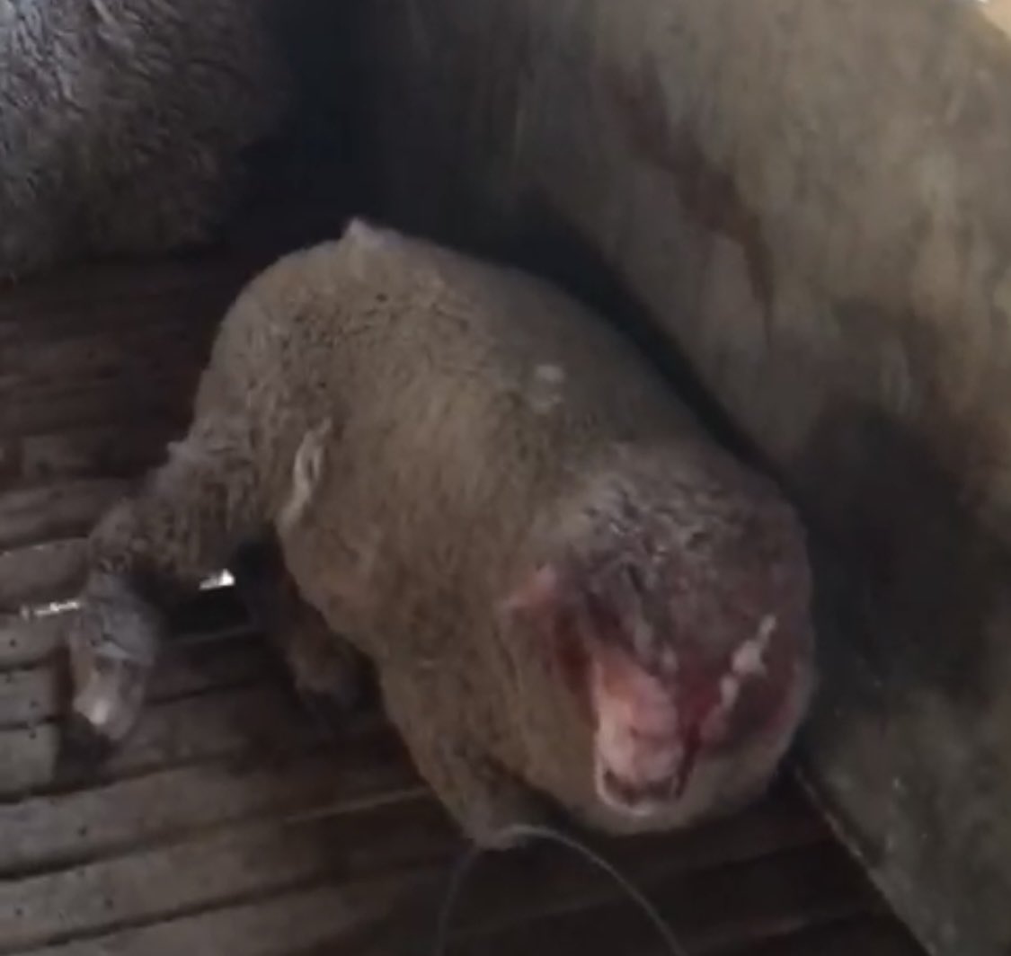 Ataque de perros. Lamentamos y repudiamos esta situación. La gente debe tomar conciencia de la tenencia responsable de perros;sus ataques generan daños económicos y emocionales a quienes crían ovinos y sufrimiento a los animales atacados.
En cabaña Cuñatai Porá de Caorsi 📍Flores