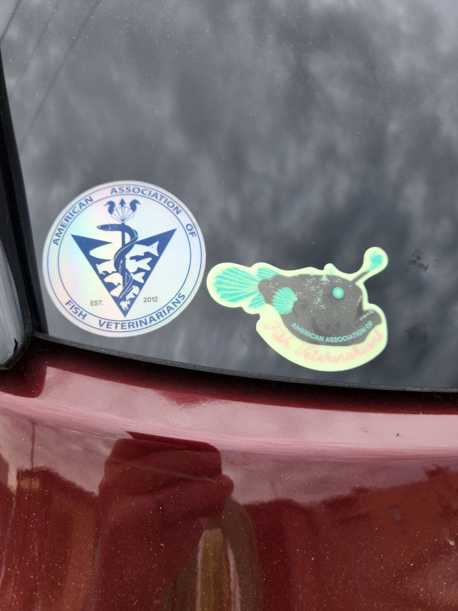 fishvets's tweet photo. Whoa, check out what folks have done with their AAFV stickers! What are your AAFV stickers decorating? Share in the comments below! 📸
Need some stickers of your own? Visit https://t.co/GhsmfCqabd to claim some for yourself! 🐡 https://t.co/za8CLiIIjj
