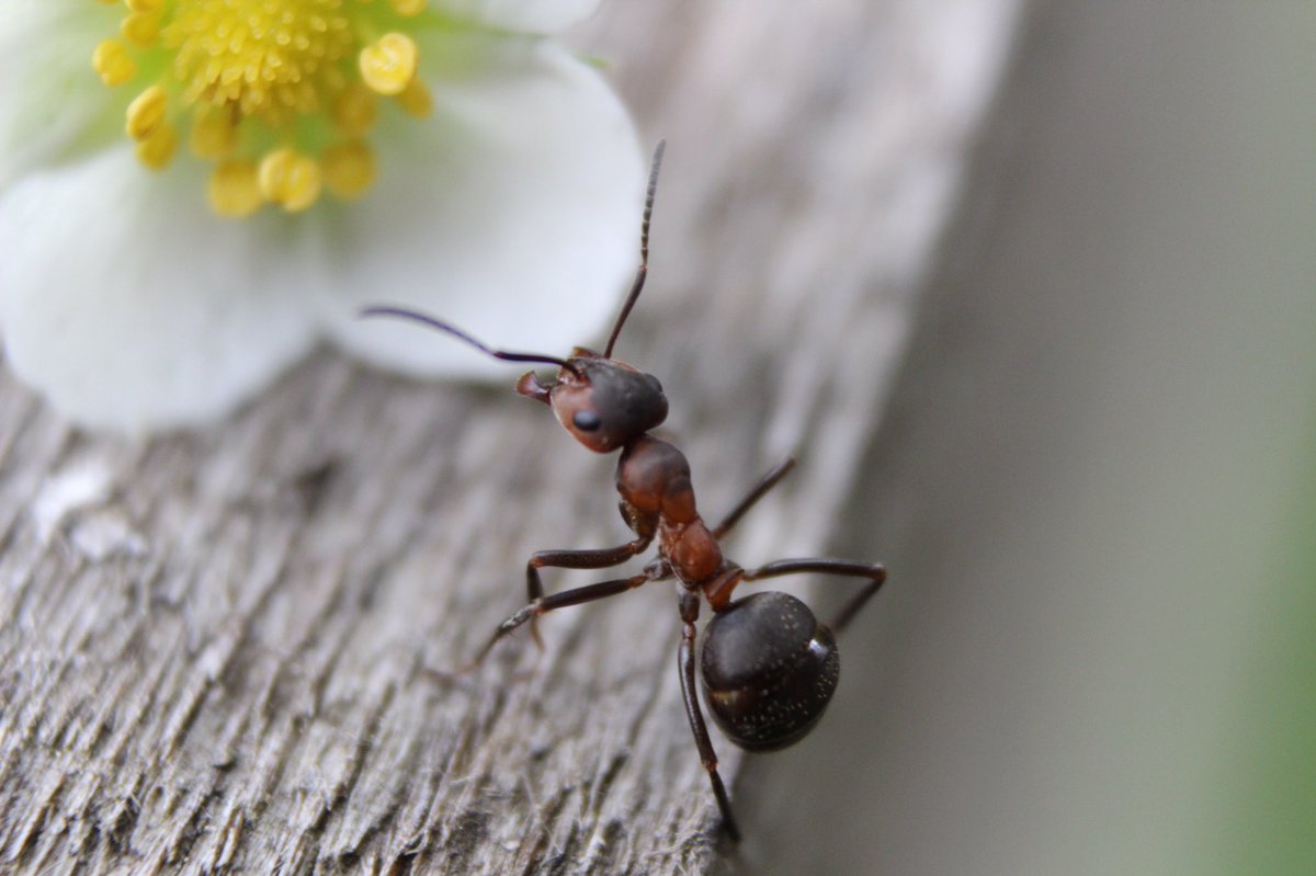Ants are the most successful group of insects on Earth. There are over 12,000 known species of ants, and they can be found on every continent except Antarctica.
#Facts #factsoflife #factified #FactsMatter #FactsMatter #facebookpost #ANTS