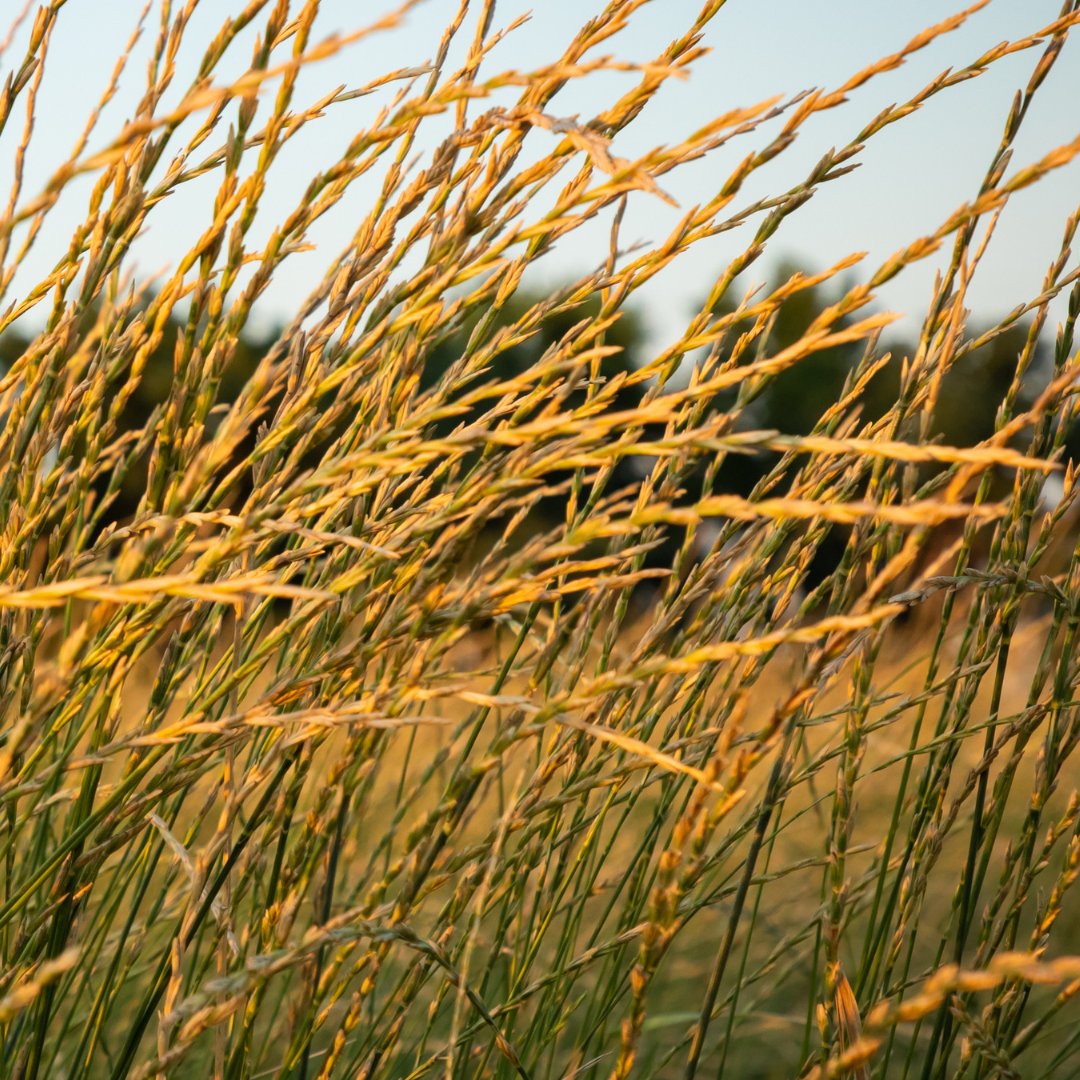 Patagonia Provisions tweet media