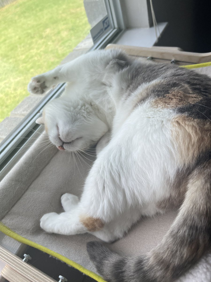 CalicoDaily's tweet image. Pale belly