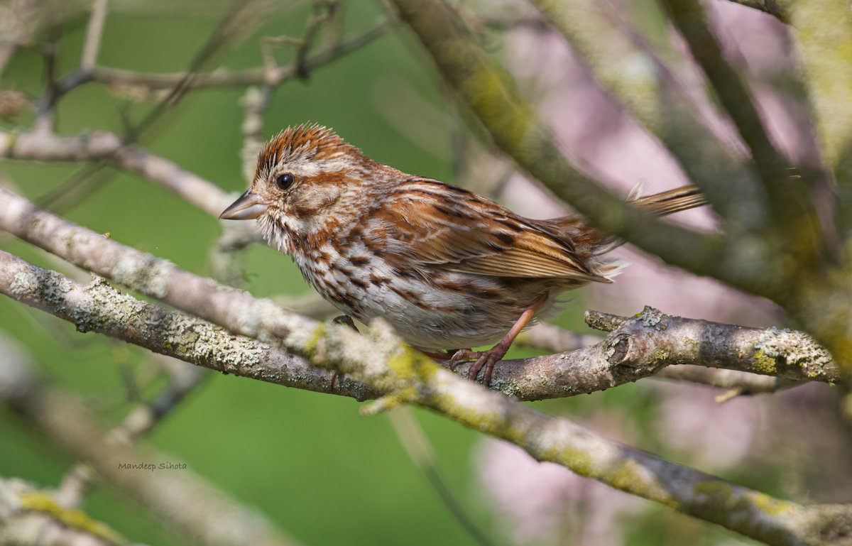 A song sparrow, it’s call is 🎶 of nature😊 #birds #birding #birdphotography #birdsinwild #twitternaturephotography #twitterbirds #twitternaturecommunity #birdsoftwitter #songsparrow #Canon #IndiAves #Canonphotography