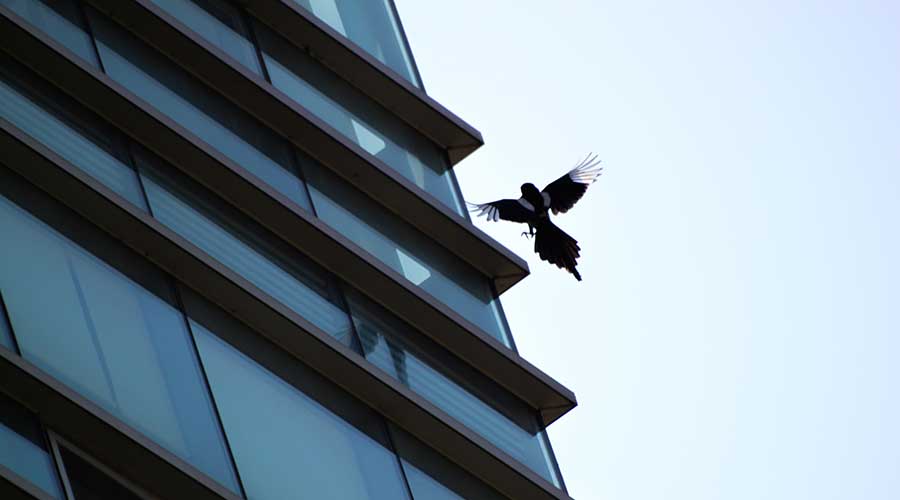 Managers can make decisions related to windows, lighting and green roofs that prevent bird collisions.