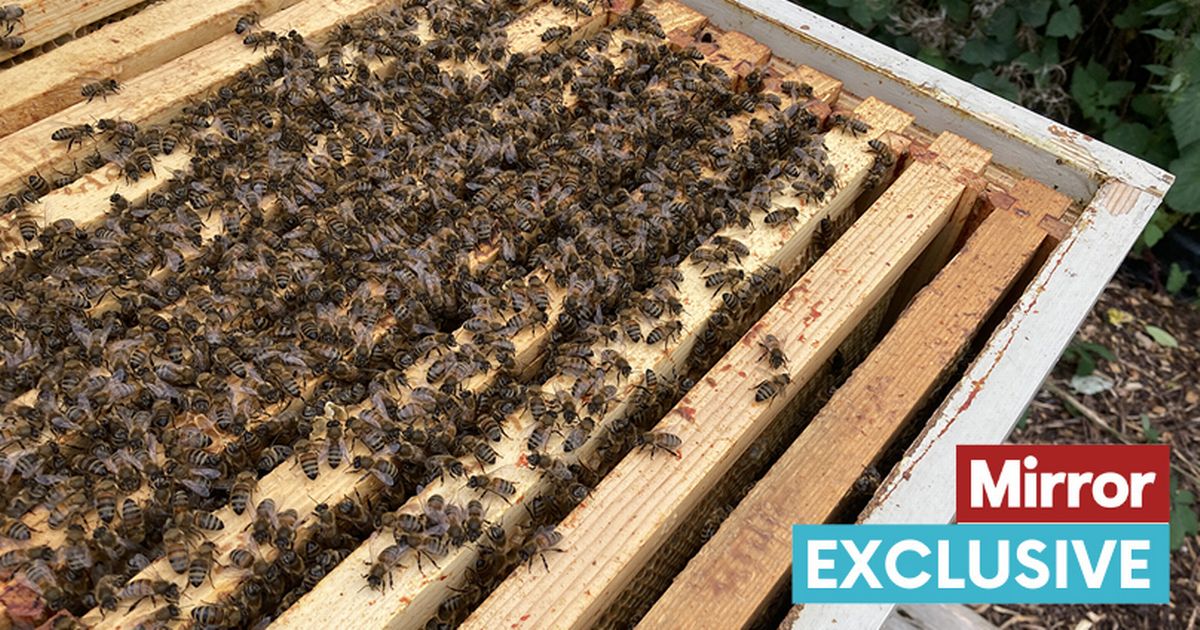 The Mirror On Twitter Warning Baking Heatwave Has Brought Monster Swarms Of Bees Across Uk