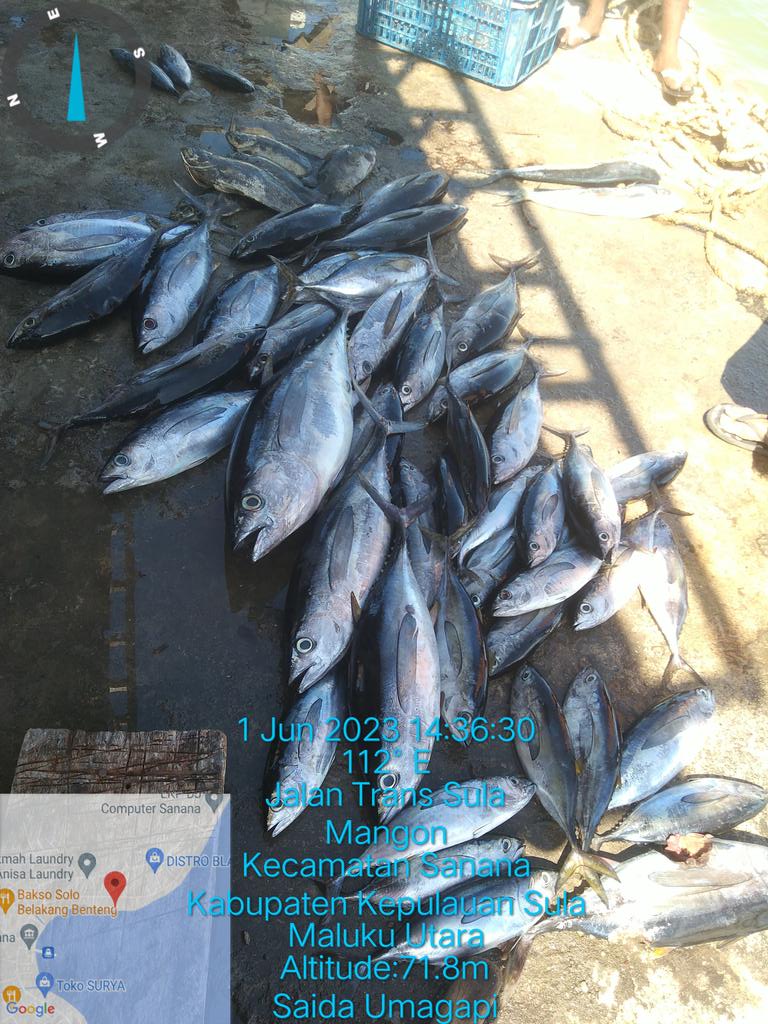 SaidaUmagapi's tweet photo. Jumat (9/6) Saida Umagapi Luhkan Sula ,di KUB Tuna Sajahtera Melaporkan Hasil tangkapan Madidihang + cakalang alat tangkap hendline ,Juni 2023 
Sebanyak 95 kg , harga jual 30,000/kg
#GiatluhkansulaJp3Ambon
#LuhlaporBp3Ambon
#LuhlaporKp https://t.co/gvN4fpy8x3