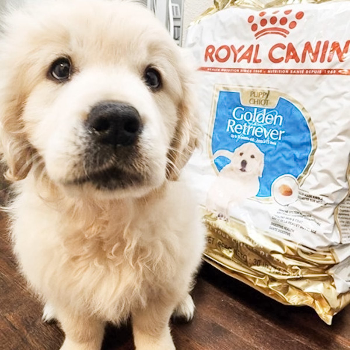 ⭐⭐⭐⭐⭐ from the Mom of Sunny! 
“This is the perfect food to follow a healthy slow growth plan for a Golden puppy.”

📷: @fuzzygoddesses