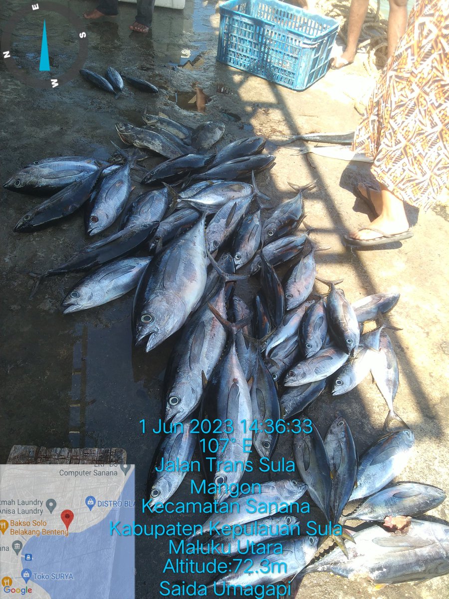 SaidaUmagapi's tweet photo. Jumat (9/6) Saida Umagapi Luhkan Sula ,di KUB Tuna Sajahtera Melaporkan Hasil tangkapan Madidihang + cakalang alat tangkap hendline ,Juni 2023 
Sebanyak 95 kg , harga jual 30,000/kg
#GiatluhkansulaJp3Ambon
#LuhlaporBp3Ambon
#LuhlaporKp https://t.co/gvN4fpy8x3