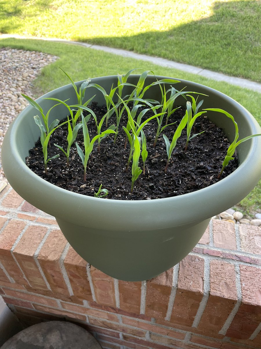 My Corn Bush is developing nicely