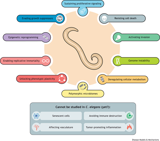 DMM_Journal's tweet photo. We thoroughly enjoyed #Worm23 @GeneticsGSA this year &amp; hope you did too! 

To keep the #worm vibes going, check out a brand new Review from Julian Ceron @CeronLab that proves #Celegans are a valuable tool to study the hallmarks of #cancer

📰https://t.co/1DkM7e8IXH #OpenAccess https://t.co/UGHYNoQ75z