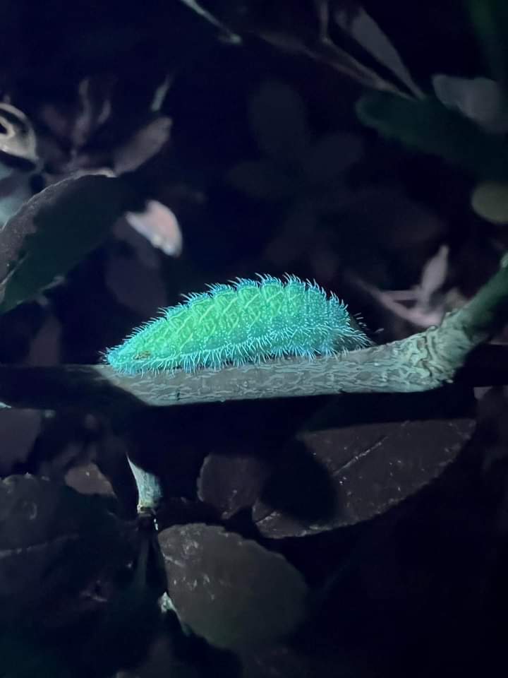 These Brown Hairstreak larvae are the first to be found by UV light in the region. Being able to find the early development stages of these butterflies in their natural habitat could really help us better understand predation levels &amp; help conservation. Photos: Gillian Thompson
