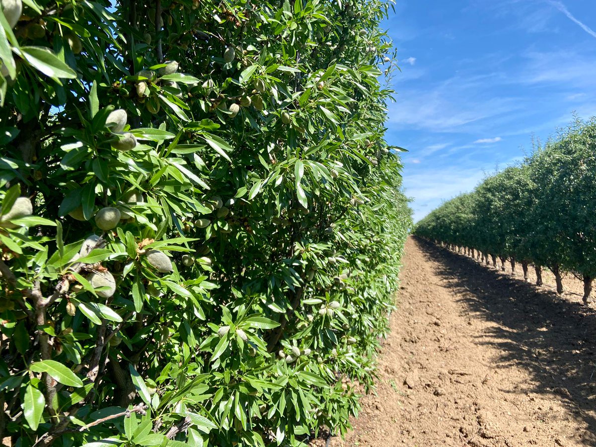 Agromillora tweet media