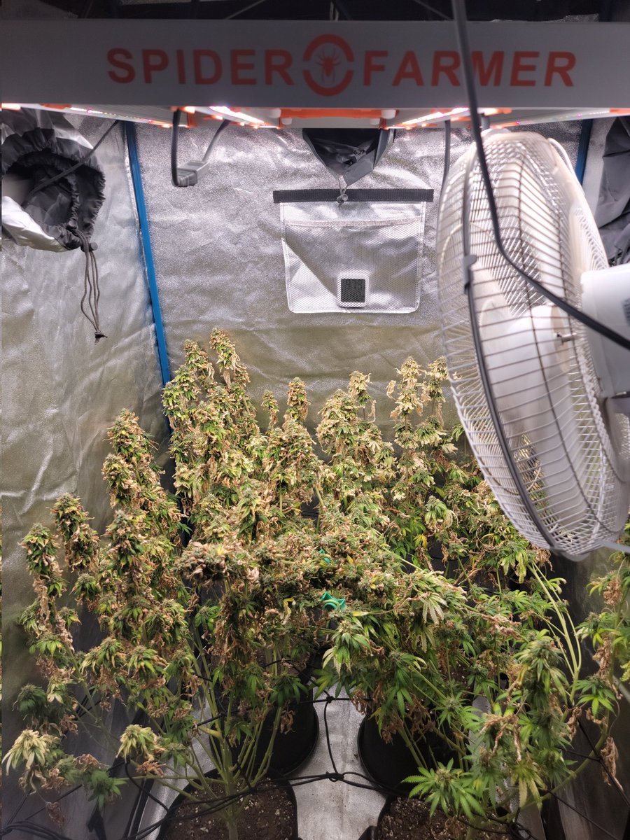 Yoda Soda day 68
💡 #spiderfarmerG3000 
So I had to take a couple of unexpected trips out of town the past 2 weeks &amp; none of my plants are happy with me. 1 of the plants in my other tent died 😢 <a href="/SfVilina/">SF-Vilina</a> <a href="/spiderfarmerled/">Spider Farmer LED</a> #spiderfarmer #G3000