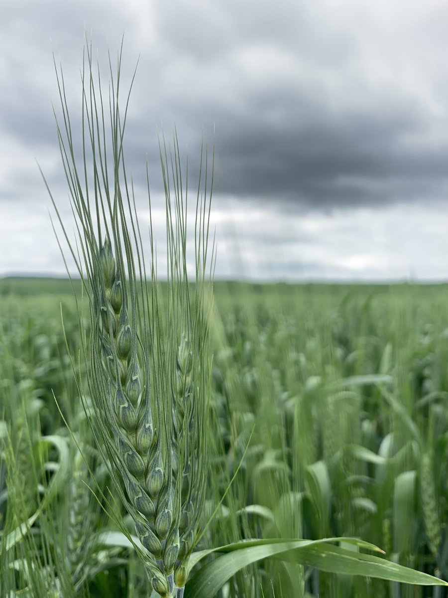 Well on their way …….
#CdnAg #WestCdnAg #Ranchlife