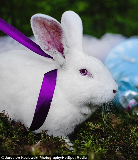 A couple in Wroclaw, Poland met in a tearoom and found an Alice in Wonderland book lying near their table. Four years later, they got married with an Alice themed wedding, complete with a Mad Hatter tea party. Their pet white rabbit was a guest.    

#WyrdWednesday