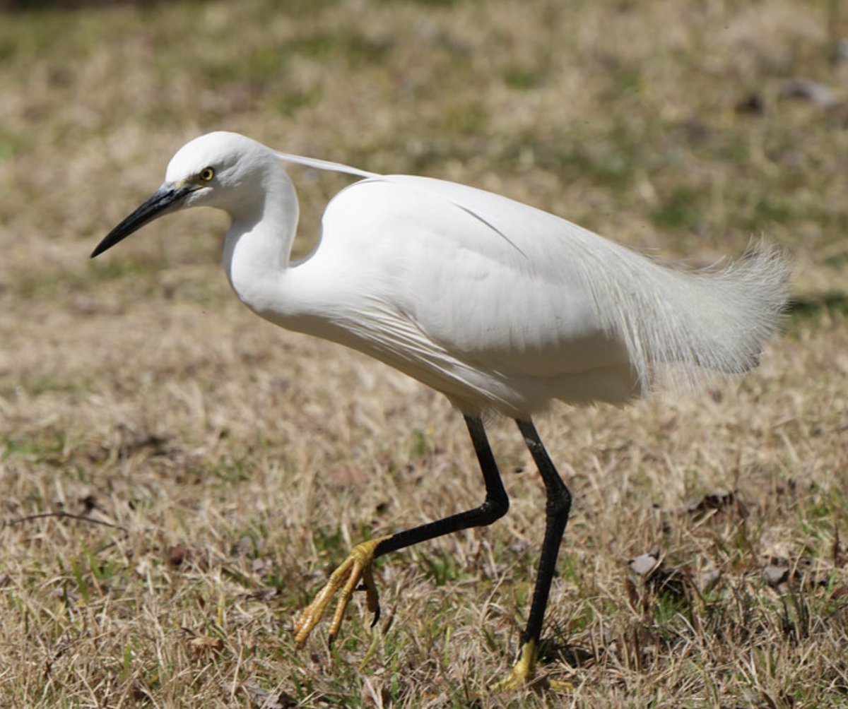 こちらがコサギさん実物photo by 父　です。黄色い足と目が男前。 https://t.co/OUNpW7I323