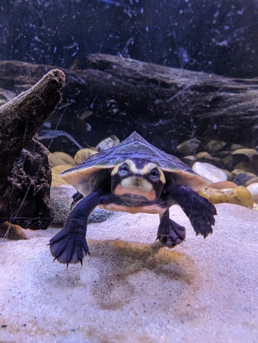 turtlelifes1's tweet photo. This is such an adorable picture I love them 🥰😍 
#cute #turtle #reptile #babyturtle #pets #turtles #viral https://t.co/LCbXl3zDuf