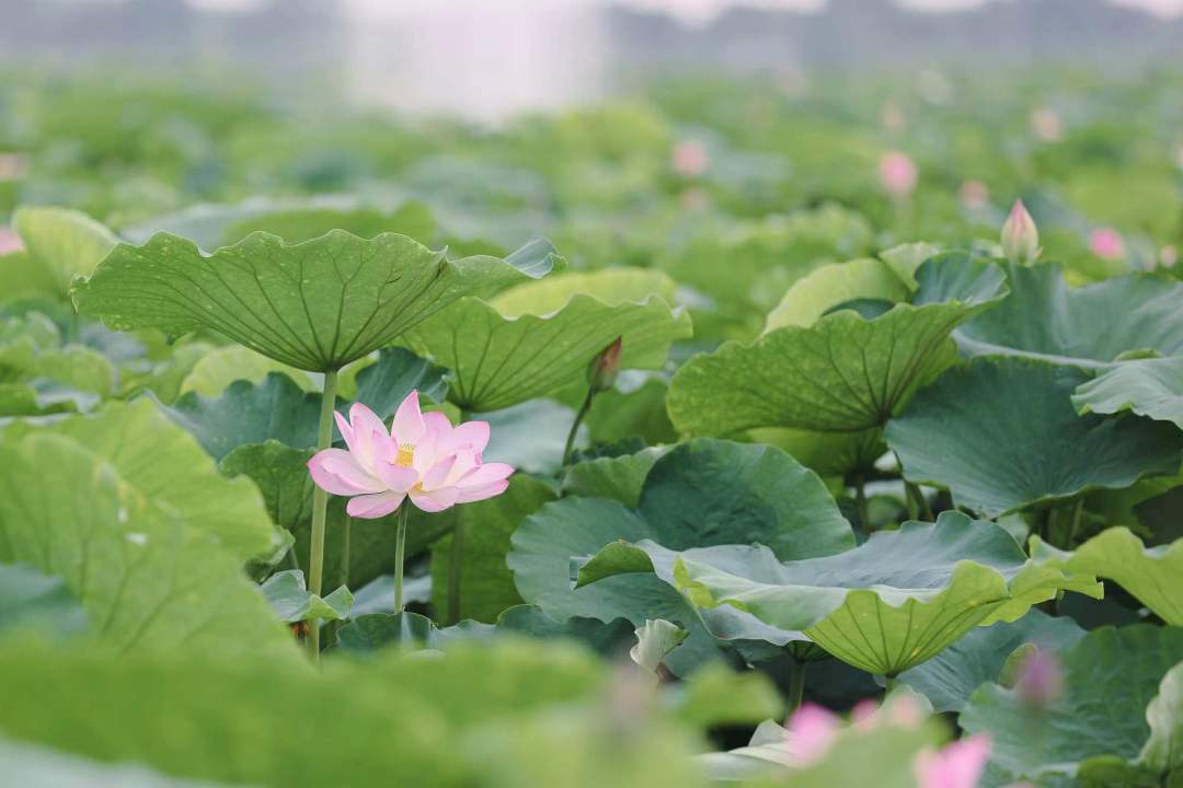 i_cixi's tweet photo. The #lotus is the messenger of #summer, and it is a romance unique to the Chinese.
Welcome to Henghai Yihe Garden in #Cixi to enjoy the beautiful scenery. https://t.co/qXO0bCn0JD