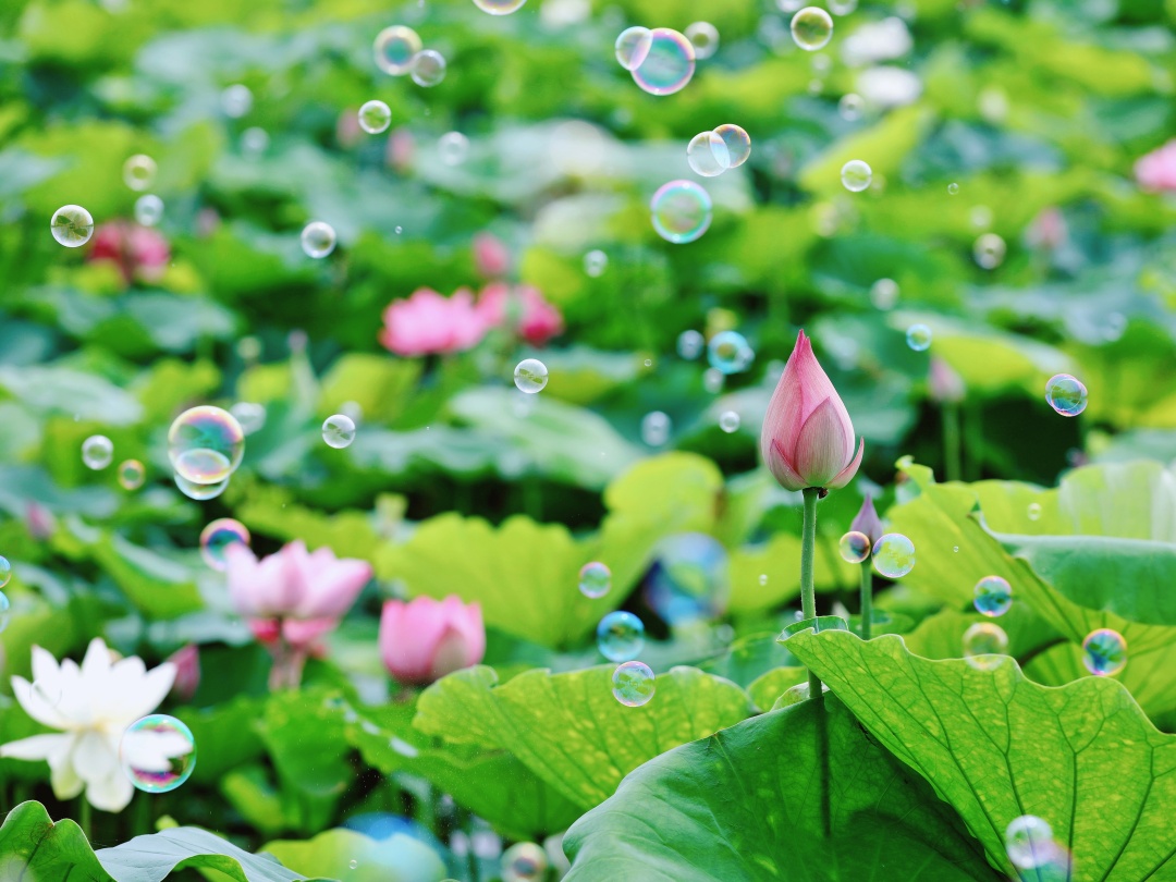 i_cixi's tweet photo. The #lotus is the messenger of #summer, and it is a romance unique to the Chinese.
Welcome to Henghai Yihe Garden in #Cixi to enjoy the beautiful scenery. https://t.co/qXO0bCn0JD