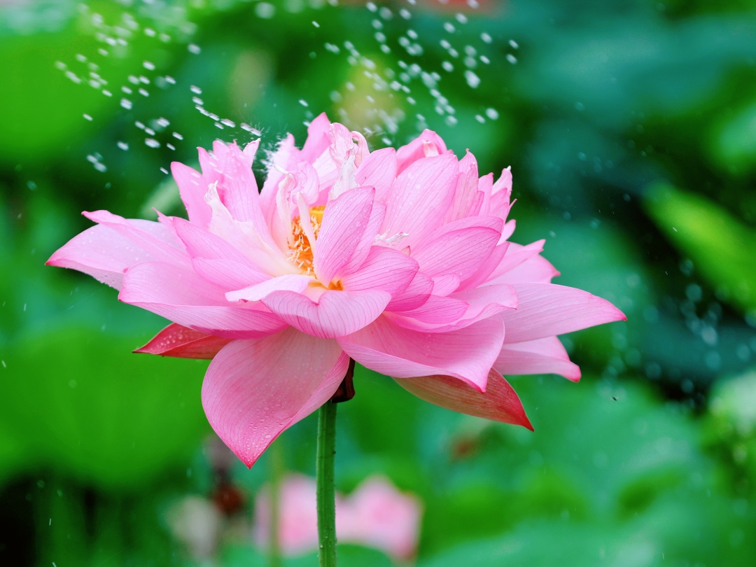 i_cixi's tweet photo. The #lotus is the messenger of #summer, and it is a romance unique to the Chinese.
Welcome to Henghai Yihe Garden in #Cixi to enjoy the beautiful scenery. https://t.co/qXO0bCn0JD