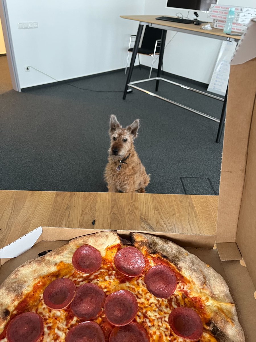 Pizza lunch excites every single team member!🍕🐶 #takeyourdogtowork