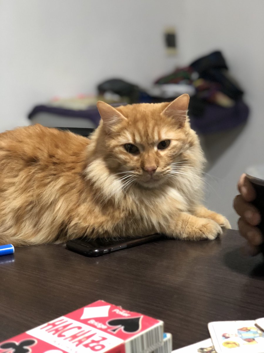 cande_cac's tweet photo. Milo desde el sábado no apare. Lo estamos esperando, si lo ves retenelo, es súper cariñoso y responde a su nombre. Ayúdenme a compartirlo para que Milo pueda volver con nosotros, lo extrañamos mucho 🥹🍀 https://t.co/6RjDzh0OOx