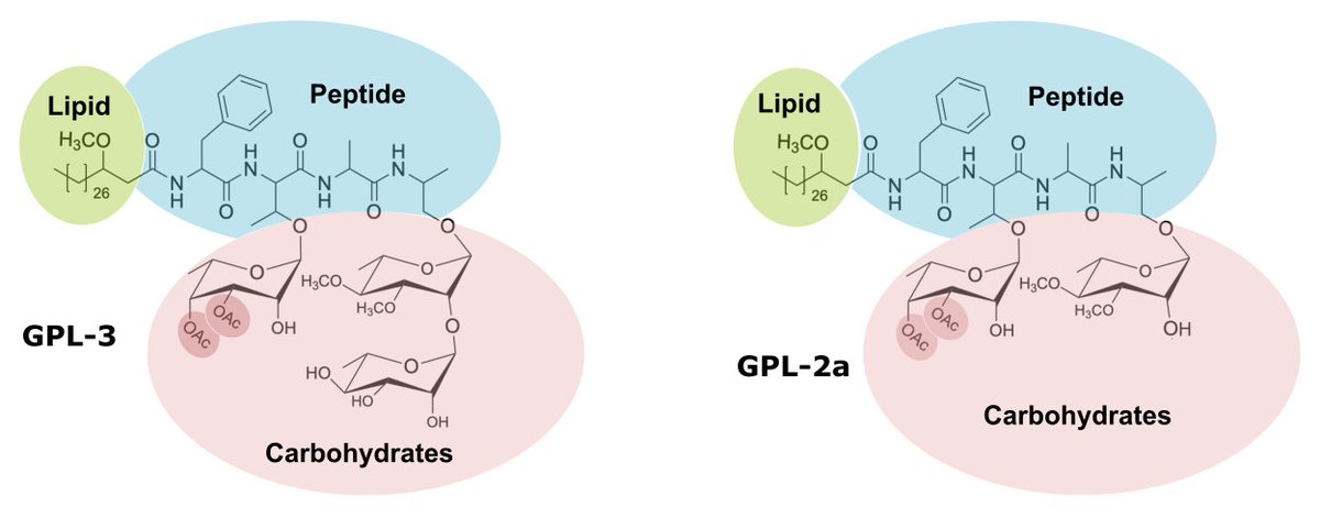 Excited to share our last work on how multiple O-acetyltransferases modify the structure of GPL in M. abscessus. Wonderful collaboration with @GuerardelY and @GHatfull. Kudos to M Illouz and LD Leclercq , C Dessenne and W Daher. jbc.org/article/S0021-…
