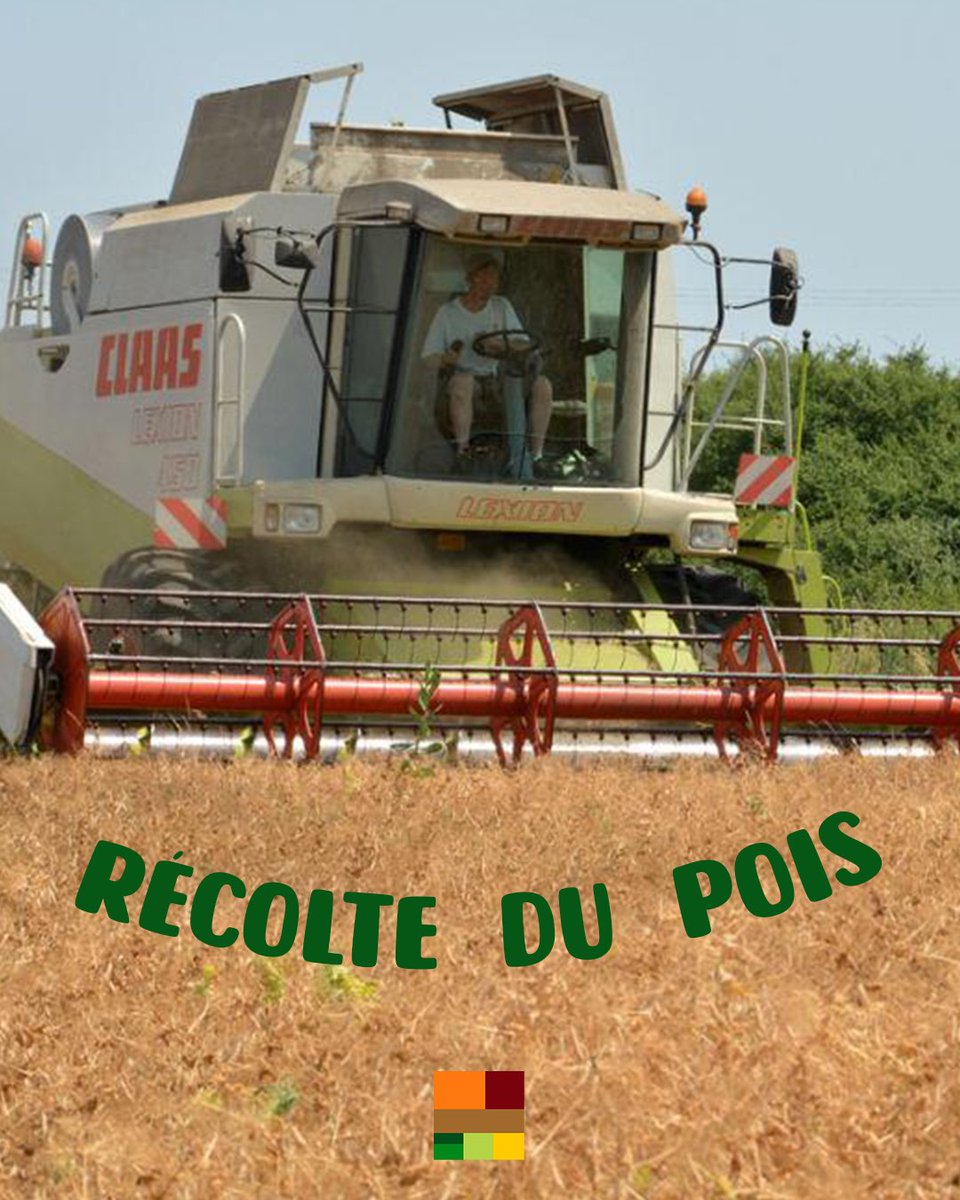 Dans le sud et l'ouest de la #France, les moissons du colza et du pois ont commencé... 🌱🚜

💛 Le #colza fournit de l'huile pour notre #alimentation, des protéines pour les animaux (tourteaux) et de l'#énergie renouvelable pour les transports (biodiesel Dester).

💚 Le #pois
